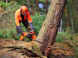 Babbitt, MN Tree Services Company