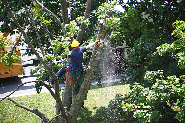 Best Lawn Dethatching  in Babbitt, MN